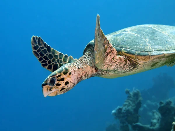 Endangered Species