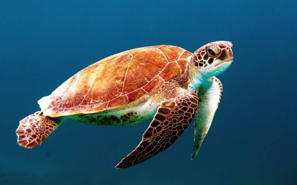 Endangered Species
